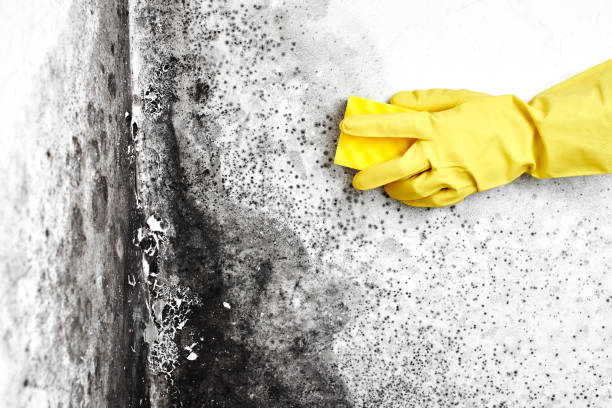 Best Residential Mold Remediation in Tracy, MN