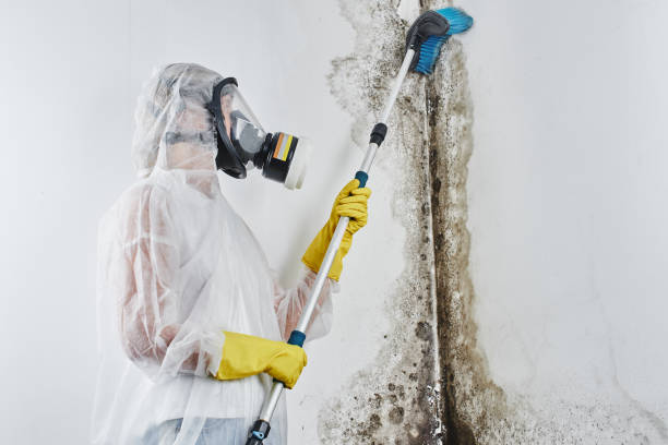 Best Post-Flood Mold Remediation in Tracy, MN