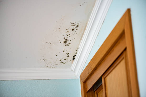 Best Attic Mold Remediation in Tracy, MN