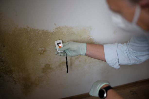 Best DIY Mold Remediation Support Services in Tracy, MN